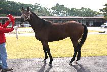 �縯�� (FELIX) ����