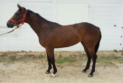 ���ǵ��� ����