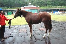 �ö��̷����� (FLY LEGEND) ����