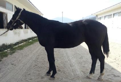 �ڸ��ƽ�Ÿ ����