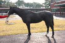 ��Ÿ�����̾� (METASEQUOIA) ����