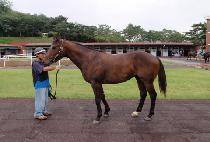 ������Ʈ (POLITE) ����