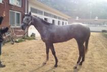 ����Ʈ��ε� (GHOST MELODY) ����