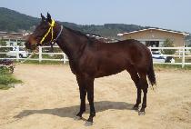 ���Ǻ����� (SUE SYLVESTER) ����