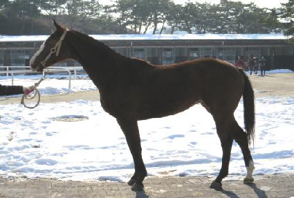 ���������� ����