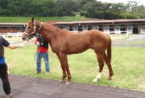 ������ (GOM NAMU) ����