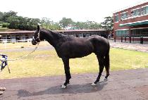 �׸����� (GREEN HUNTER) ����