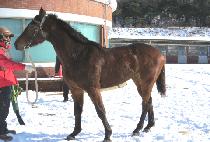 �������� (DUNGJI WANGJA) ����