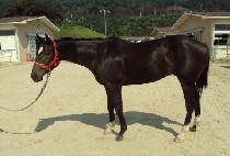 �߾��ְ� (JUNGANG CHOEGANG) ����