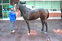 ������� (DUAL CHUKJE) ����