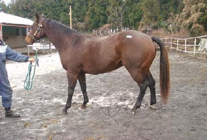 �ö������� ����