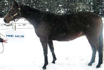 ȫŰ��ũ�� (HONKY TONK PAT) ����