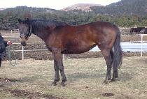 �������� (PURPLE HILLS) ����