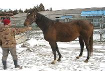 ���̸�ƲȣŰ�� (MY LITTLE HOKEES) ����