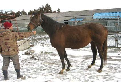 ���̸�ƲȣŰ�� ����