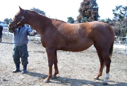 �𷯺���Ĺ ����