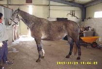 ����Ƽ�� (SLEWTINI) ����