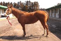 �ƶ󺣽�ũ�� (ARABESQUE) ����