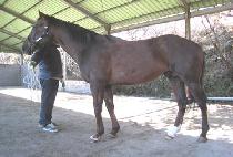 LIMITLESS BID picture