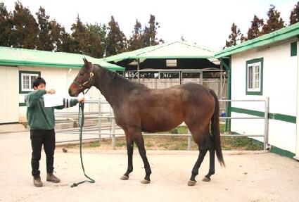 Ƽ���н�ƮĹ ����