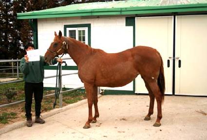 ���̵����̰� ����