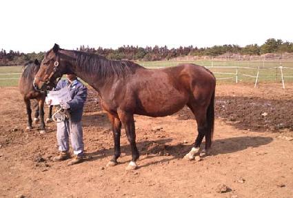 ����Ƽ�嵵�� ����