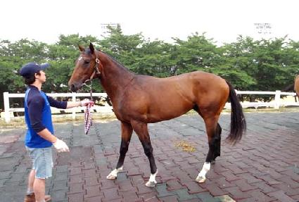 ���н�ķ�� ����