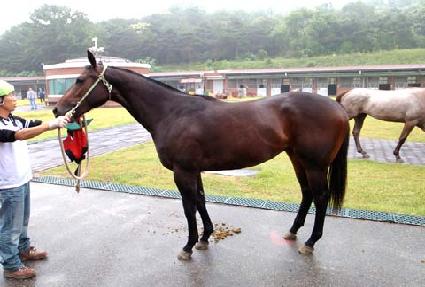 ��Ʈ���ٸ� ����