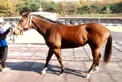 ������ ����