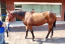 ��Ʈ����Ʈ (STRADIOT) ����