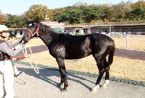 ���ϰ��� (JEILGOSU) ����