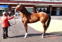 �Ƴʽ����� (HONORS RUNNER) ����