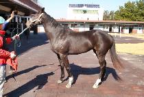 �ö��׷ѽ� (FLYING ROLLS) ����