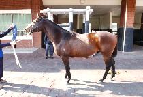 ��Ƽ����� (MULTI SPECIAL) ����