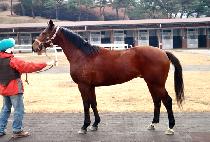 ����Ƚ�ī�� (SPECIAL SKY) ����