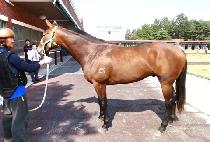 �õ�ϻ�ũ (SYDNEY SHARK) ����