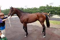 ����Ű�� (KENTUKEY SUN) ����