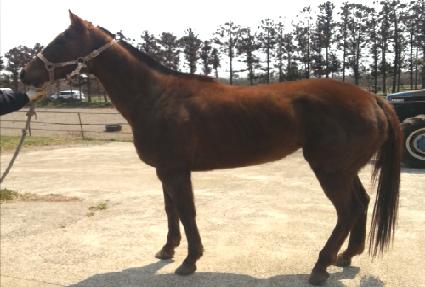 ��꿩�� ����