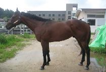 �񽺿��� (BEESSWHY) ����