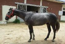 ������ī�캸�� (PROUD KOWBOY) ����