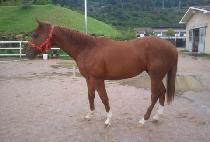 �������� (BEACOM HILLS) ����