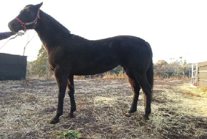 ����Ʈ�ƺ� ����