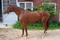 �庸�� (DE BORA) ����