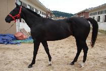 ����è�� (HANCHUN CHAMP) ����