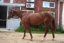 �ε�ī (BOUDICA) ����