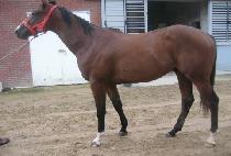 �Ŵ����¾� (GEODAEHAN TAEYANG) ����