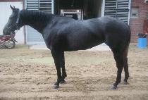 �ǹ�Ŭ���� (SILVER CLASSIC) ����