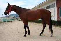 ��Ʈ�������� (NEW TRANSCENDENCE) ����