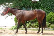 �����Ʈ (REDMONT) ����