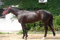 ��ũ��è�Ǿ� (SECRET CHAMPION) ����